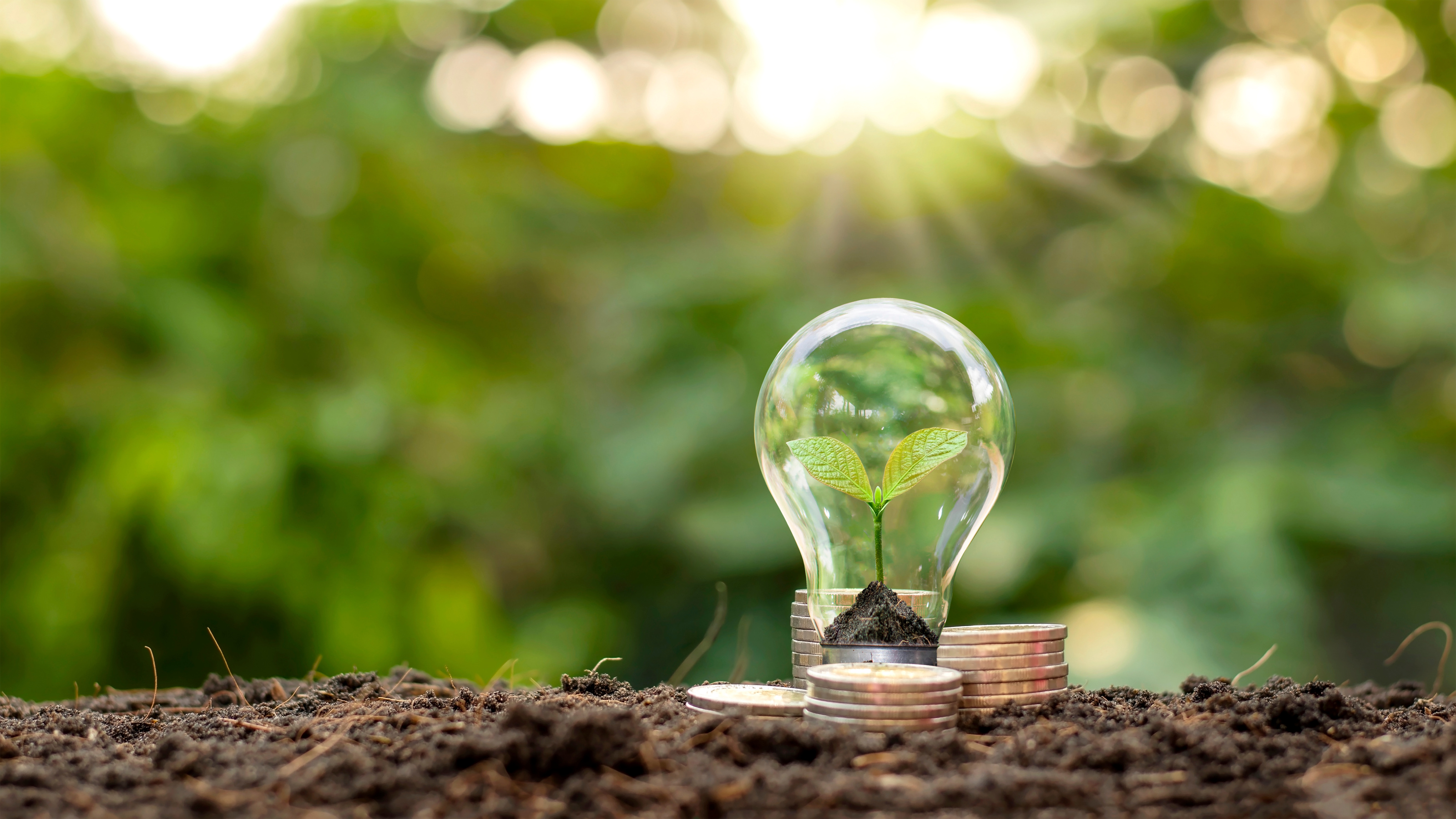 Tree grows in light bulbs, energy-saving and environmental concepts on Earth Day.